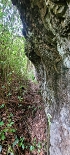 Plants: image 60 Of 208 Thumb